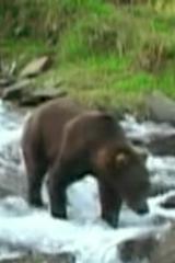 Olie the Bear