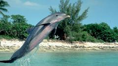 Chú Cá Heo Flipper
