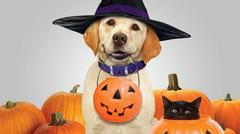 Chú Chó Cứu Halloween